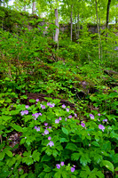 Wild Flowers at the base of the Cliffs in Clifton Gorge Ohio